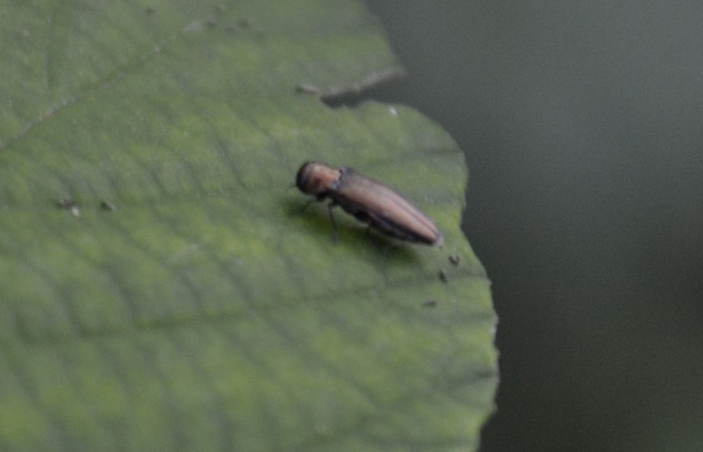 Buprestide? Agrilus sp.
